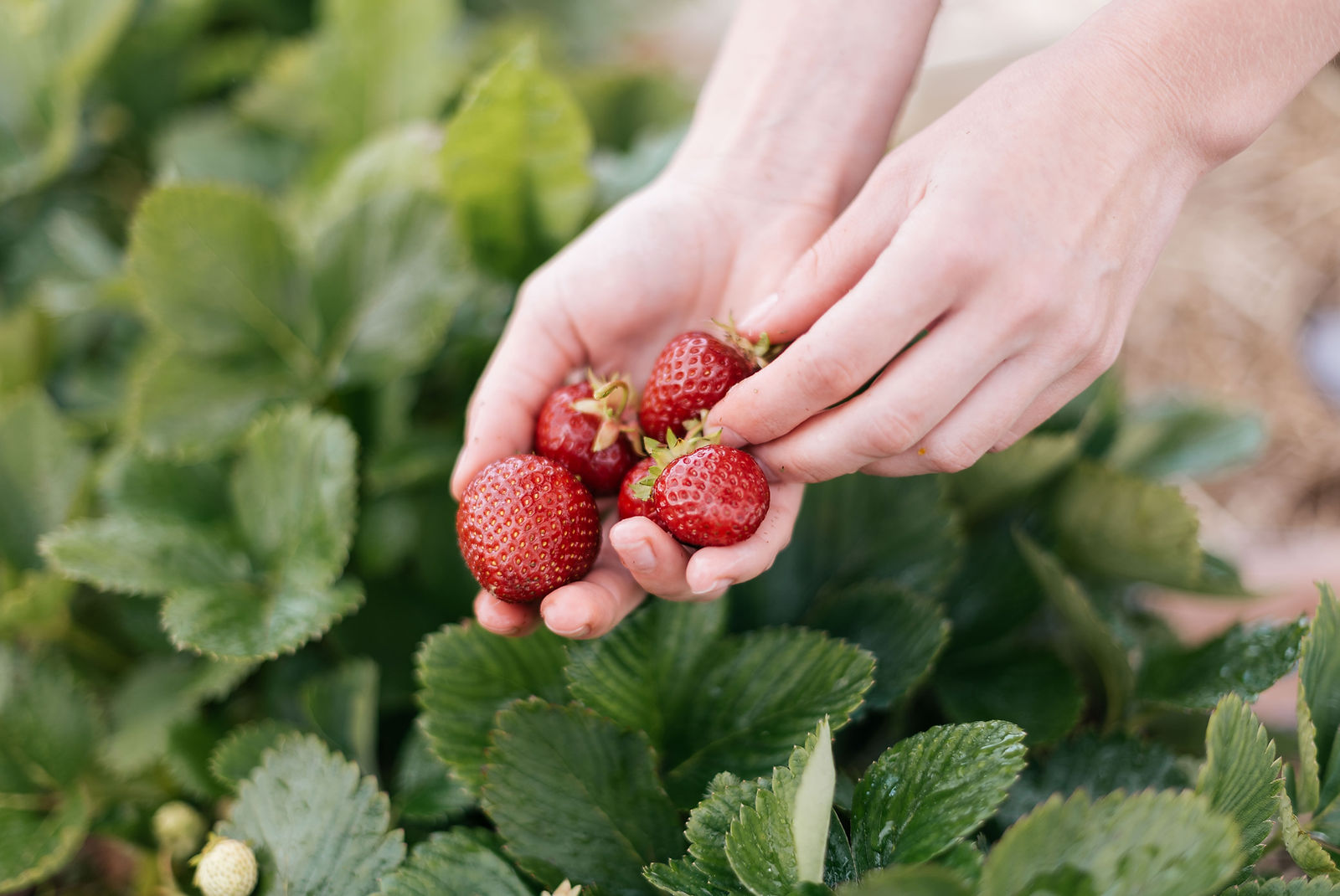 Strawberries